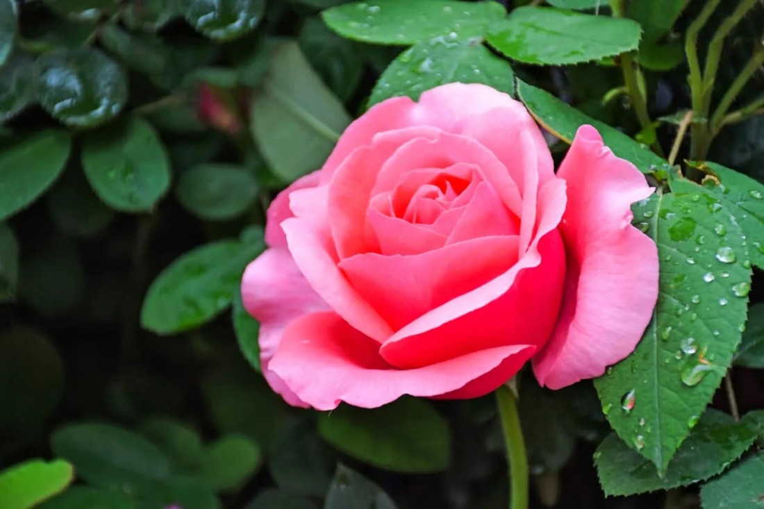 Benefits of Tabatha Roses: What are they good for?