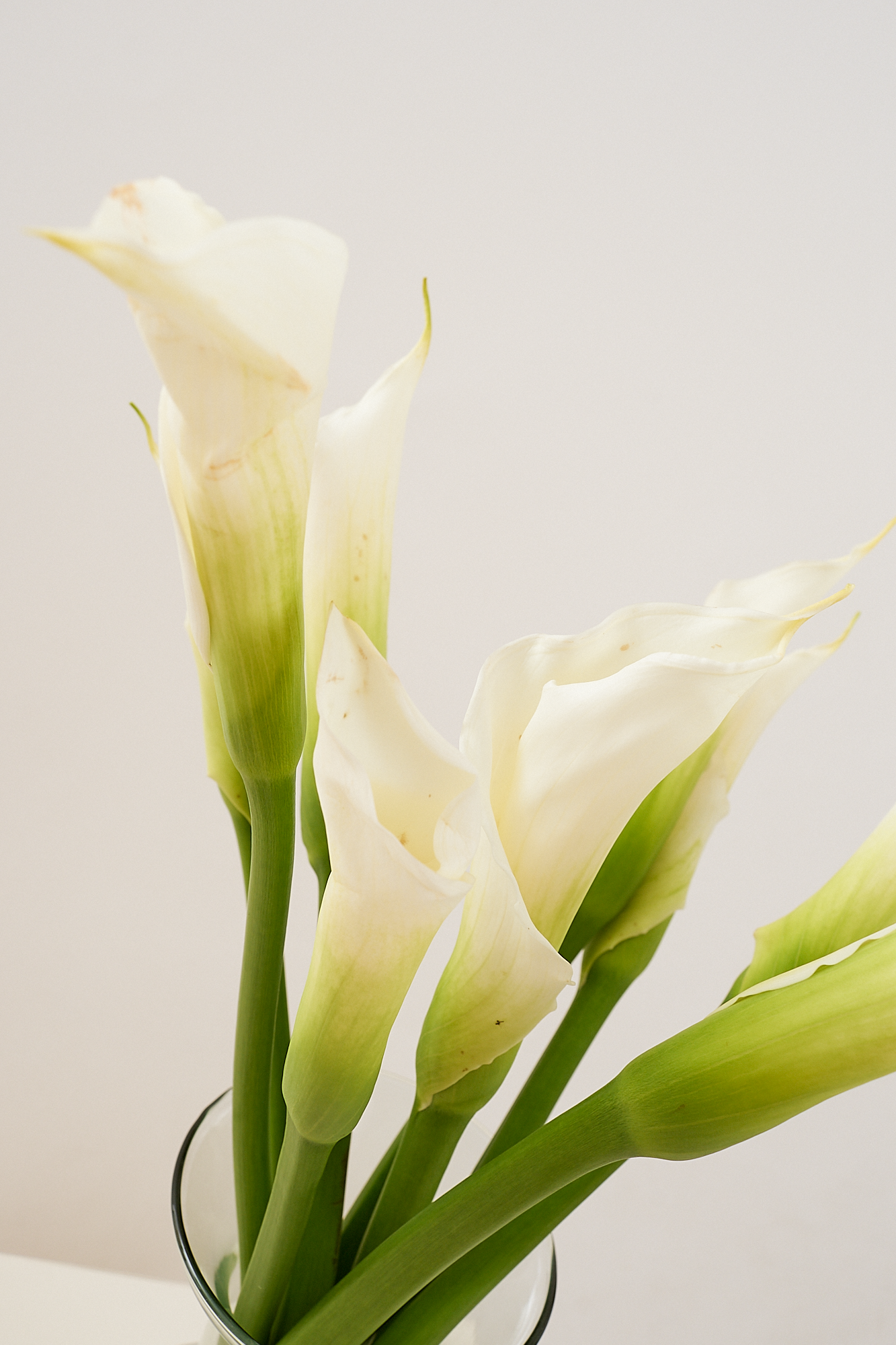 ARUM LILY